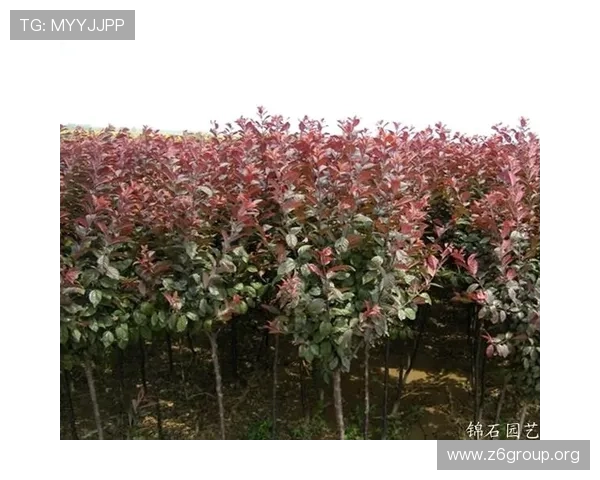 安全可靠的d88尊龙地址入口，保障您的账号安全与游戏体验的连续性